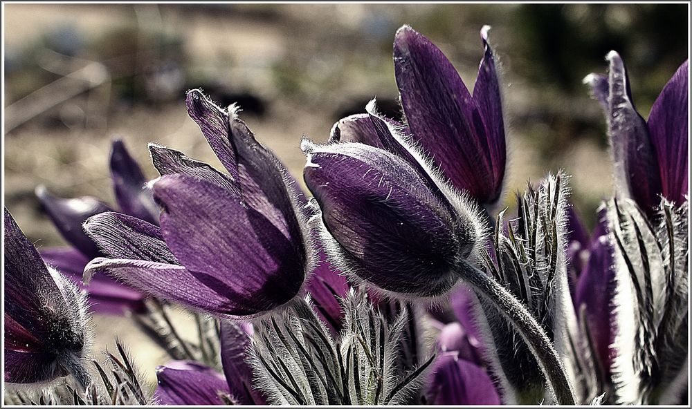 Pulsatilla