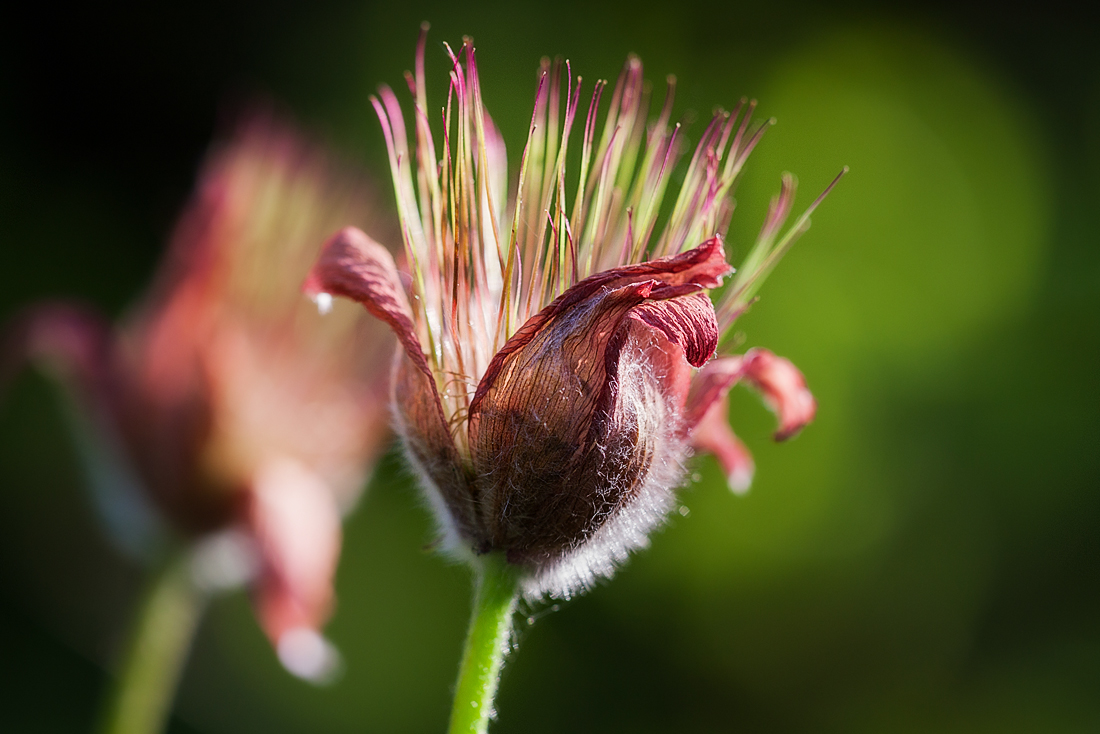 Pulsatilla