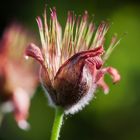 Pulsatilla