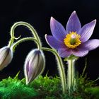 Pulsatilla (ai)