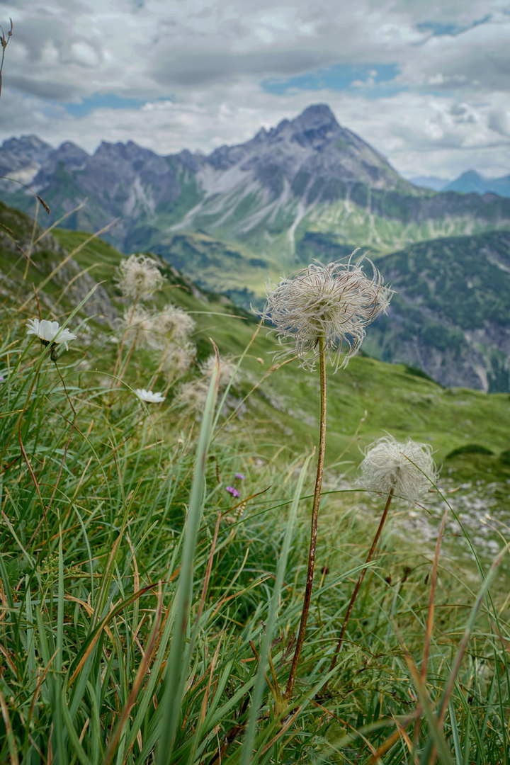 Pulsatilla alpina