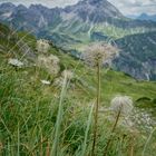 Pulsatilla alpina