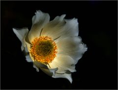 Pulsatilla alpina