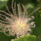 pulsatilla alpina