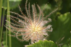 pulsatilla alpina