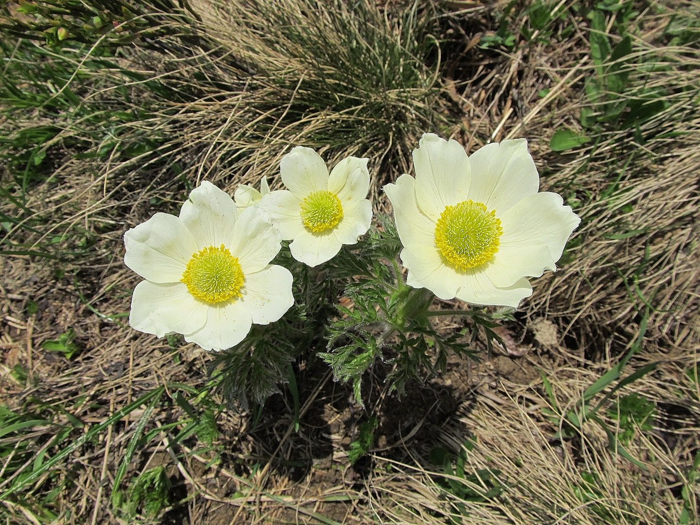 (Pulsatilla Alpina) Alpen Kuhschelle