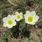 (Pulsatilla Alpina) Alpen Kuhschelle