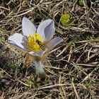 Pulsatilla alpina als man nur auf der Südseite der Drei Zinnen...