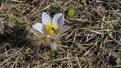 Pulsatilla alpina als man nur auf der Südseite der Drei Zinnen...