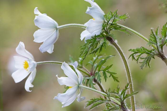 pulsatilla alpina (anemone alpina)