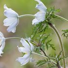 pulsatilla alpina (anemone alpina)