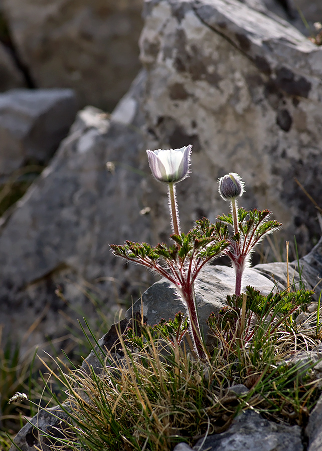 Pulsatilla alpina 