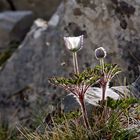 Pulsatilla alpina 