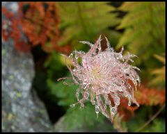 Pulsatilla Alpina