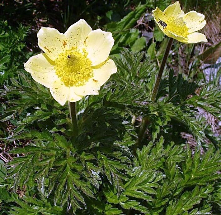 Pulsatilla alpina ssp.apiifolia