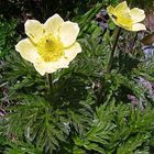 Pulsatilla alpina ssp.apiifolia