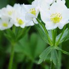 Pulsatilla alpina subsp. schneebergensis