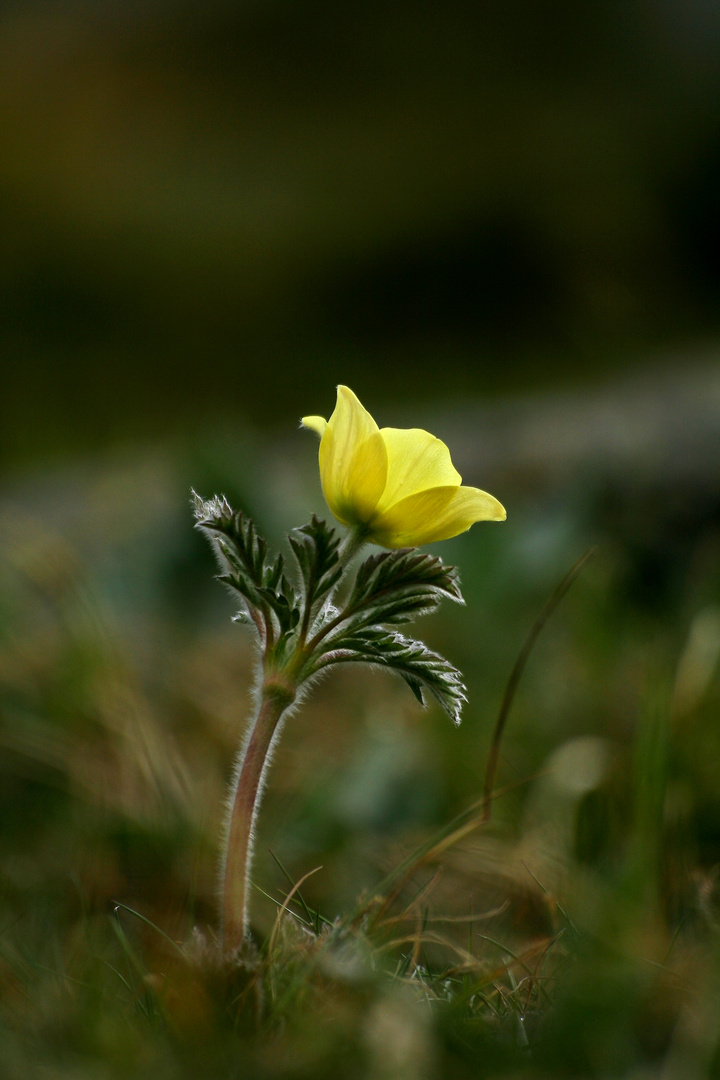 Pulsatilla alpina.apiifolia