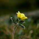 Pulsatilla alpina.apiifolia