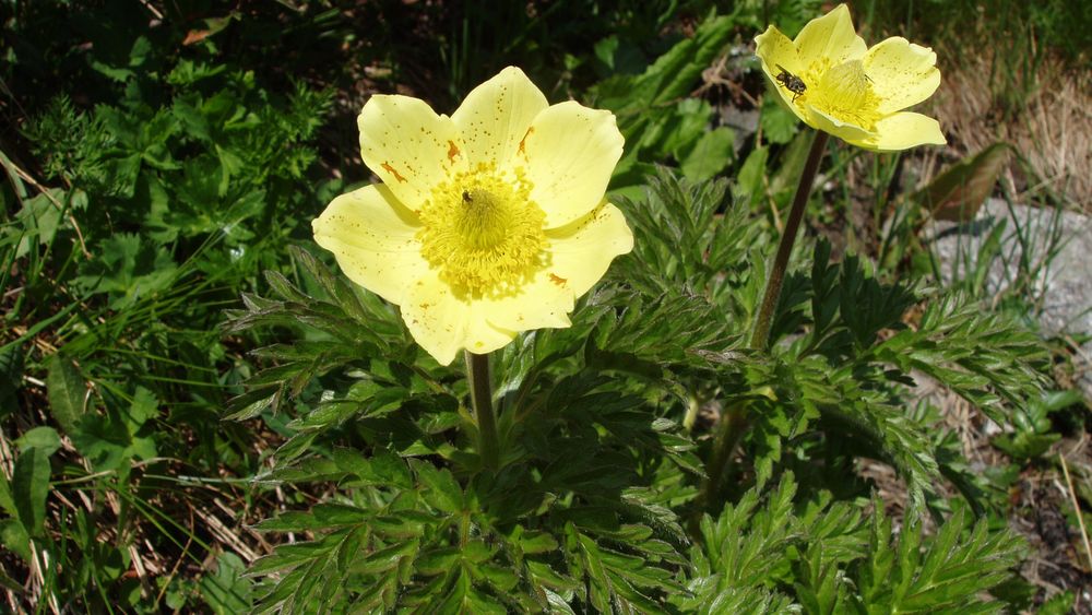 Pulsatilla apiifolia- Schwefelanemone 1100bis 2700m