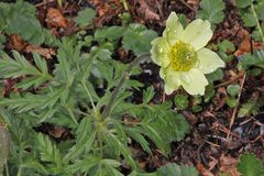 Pulsatilla apiifolia sulphurea