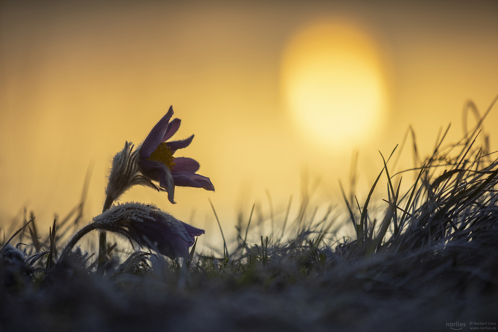 pulsatilla at sunrise