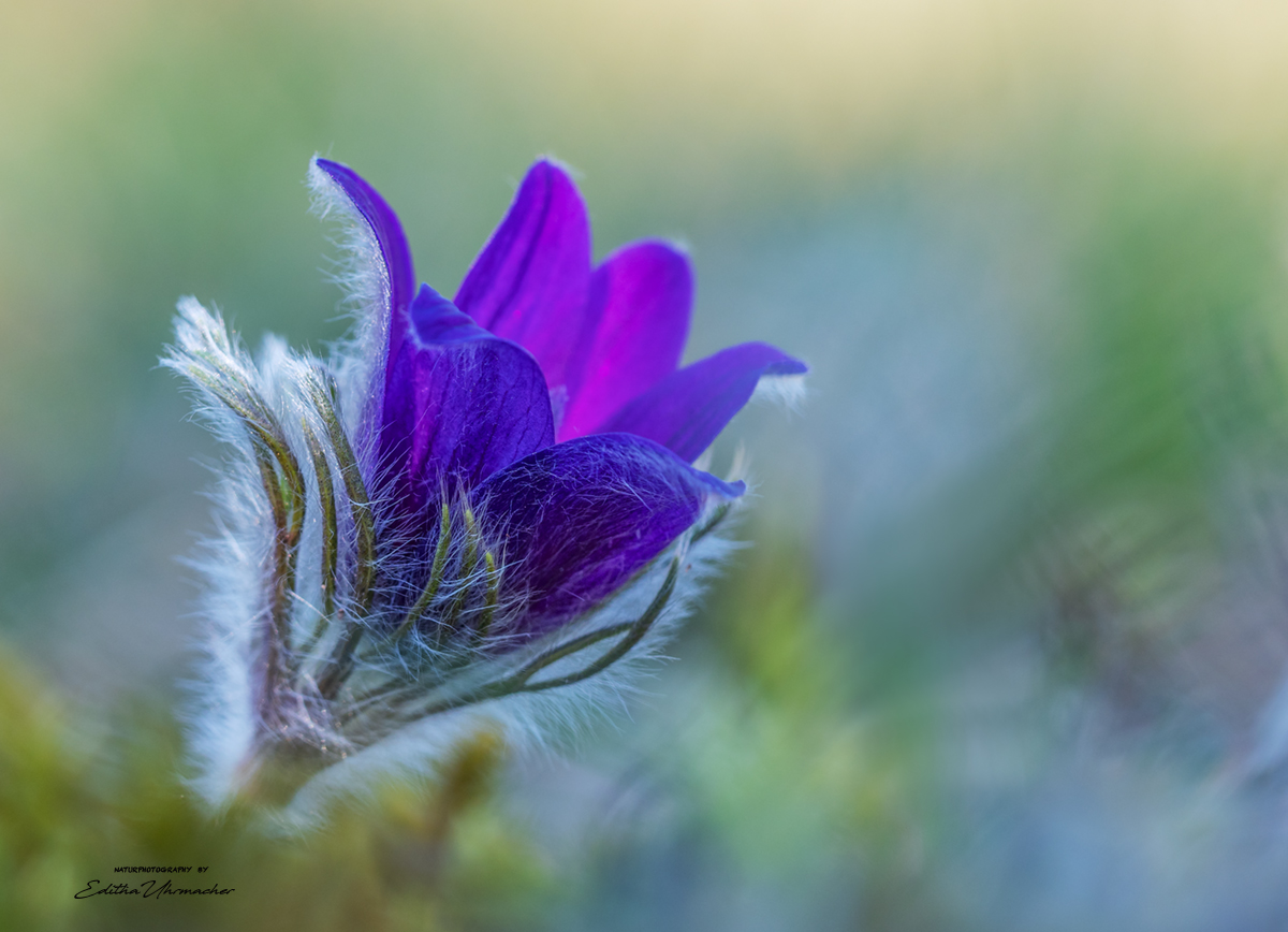 pulsatilla