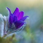 pulsatilla