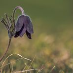 Pulsatilla