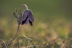 Pulsatilla