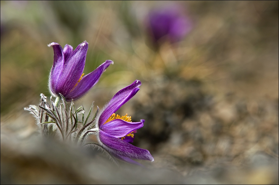 Pulsatilla