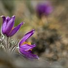 Pulsatilla