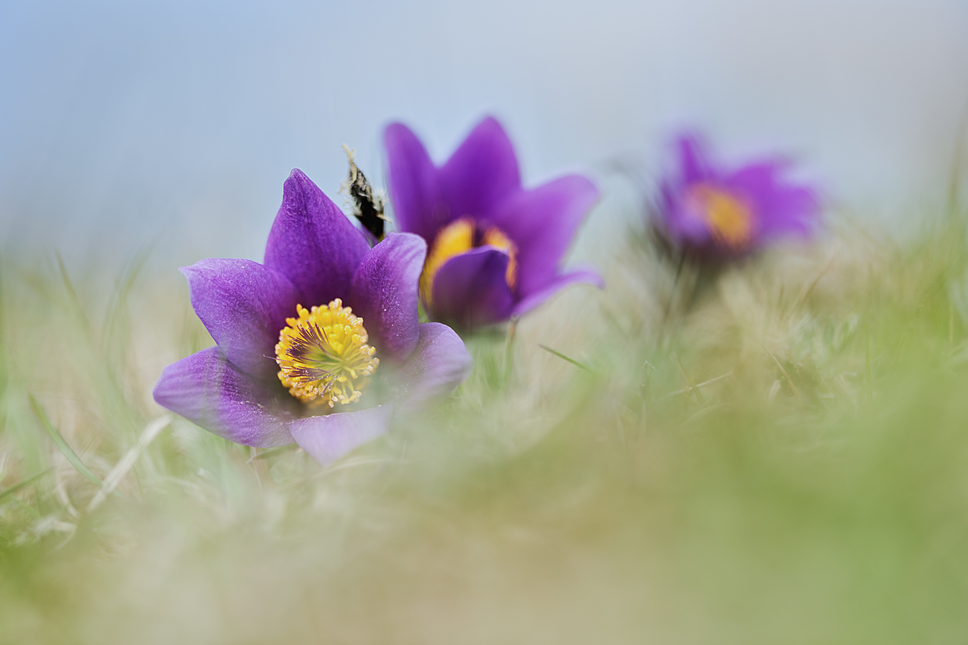 Pulsatilla