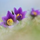 Pulsatilla