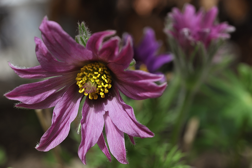 Pulsatilla