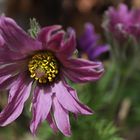 Pulsatilla