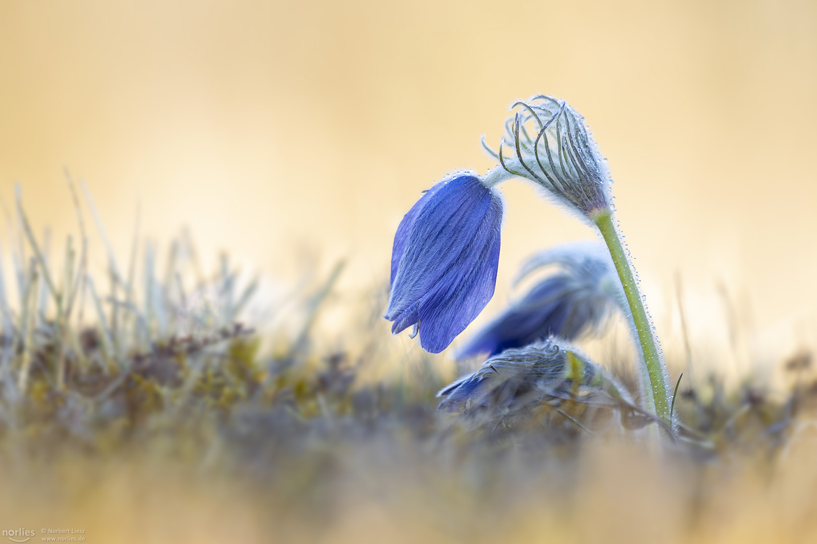 pulsatilla blue