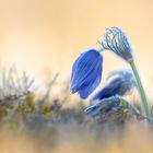 pulsatilla blue