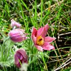 Pulsatilla