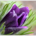 Pulsatilla