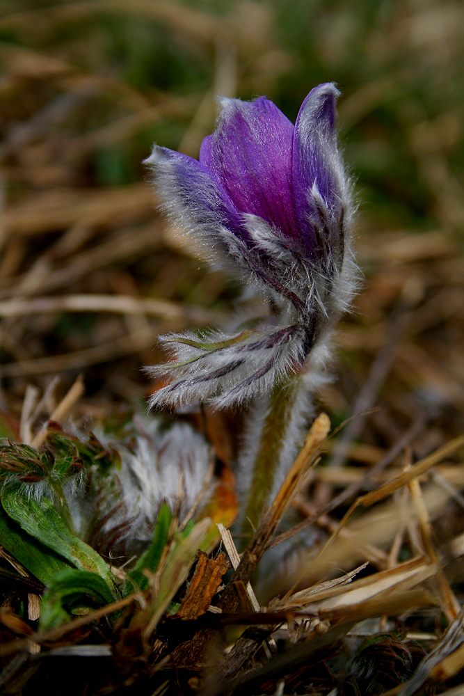 pulsatilla