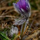 pulsatilla