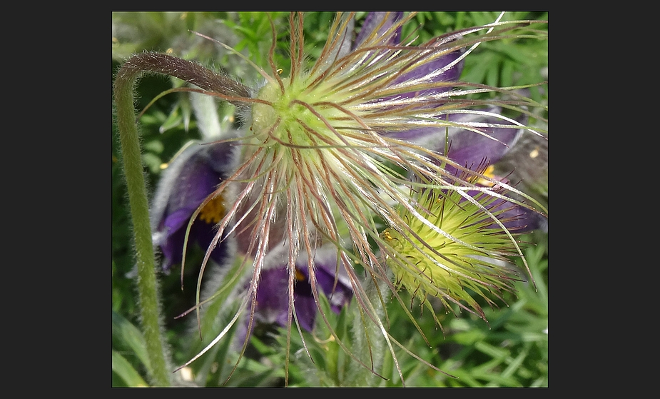 pulsatilla