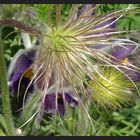 pulsatilla