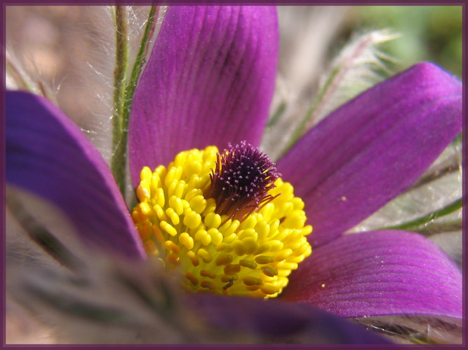 Pulsatilla