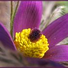 Pulsatilla