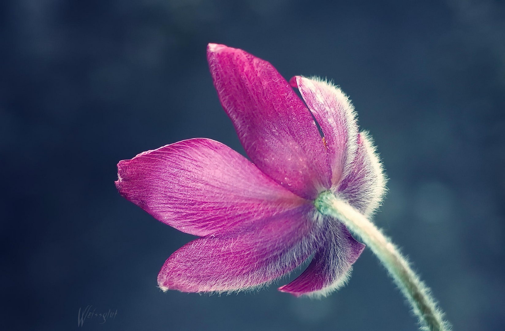 Pulsatilla