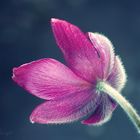 Pulsatilla