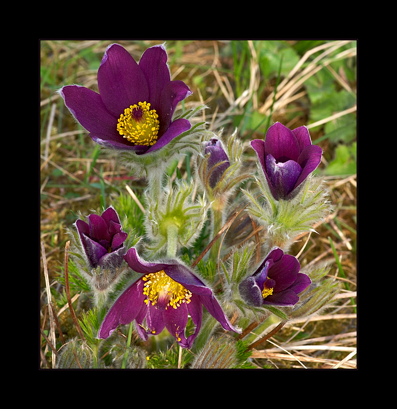 - pulsatilla -