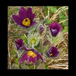 - pulsatilla -